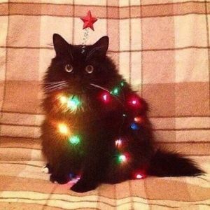 Meet your Posher, Sophia